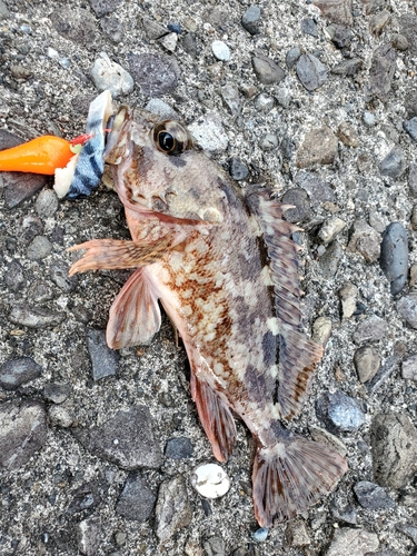 カサゴの釣果