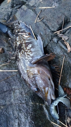 アイナメの釣果