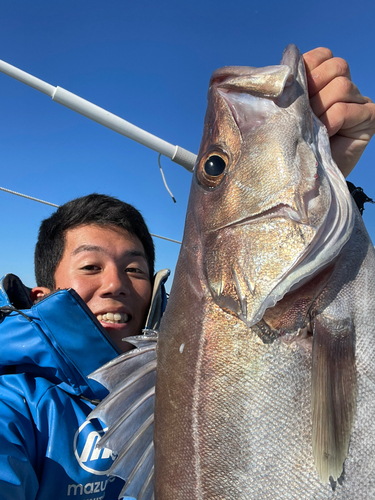 アラの釣果