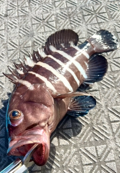 マハタの釣果