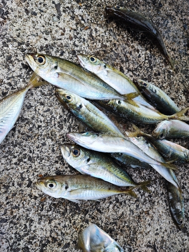 アジの釣果