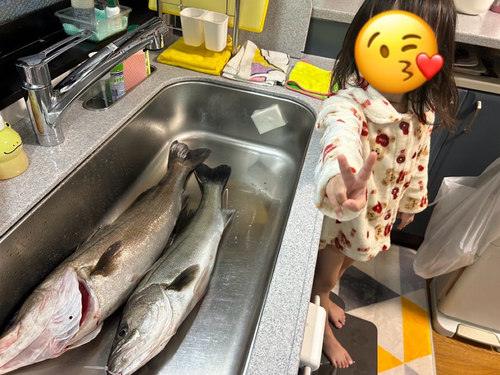 スズキの釣果