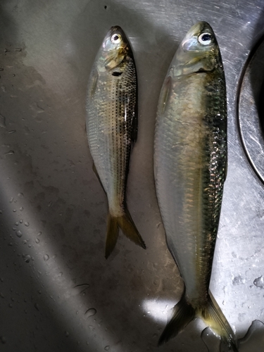 コノシロの釣果