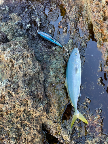 ツバスの釣果