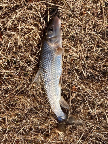 ニゴイの釣果