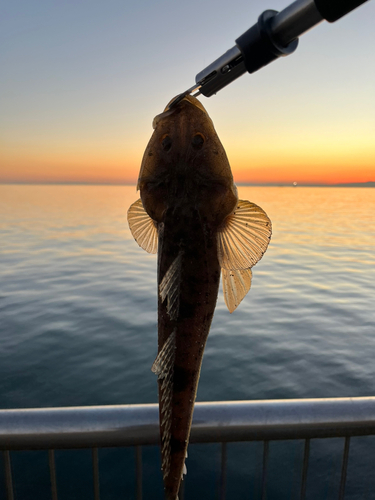 マゴチの釣果