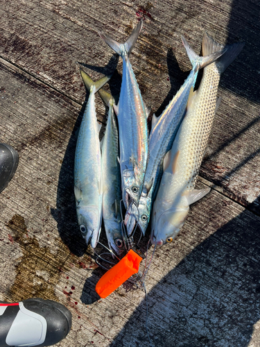 メナダの釣果