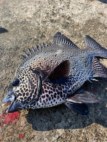 イシガキダイの釣果