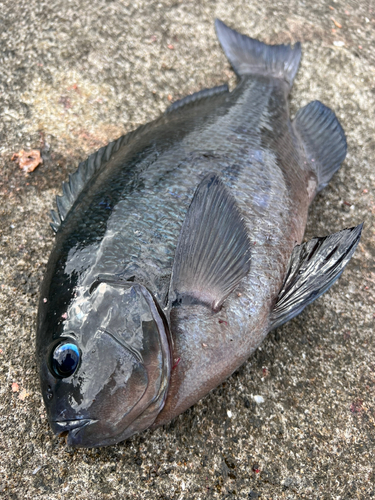 グレの釣果