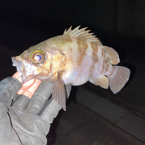 メバルの釣果