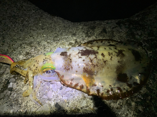 アオリイカの釣果