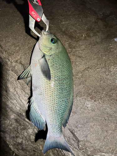 オナガグレの釣果