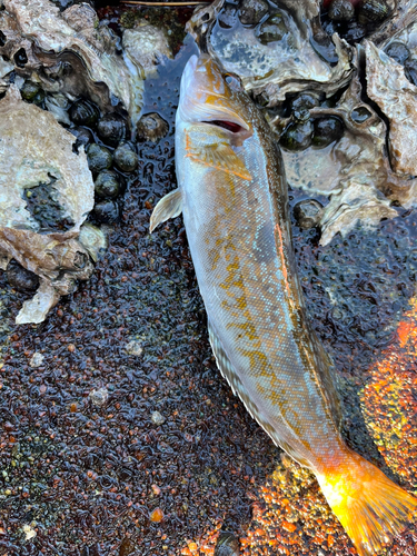 アイナメの釣果