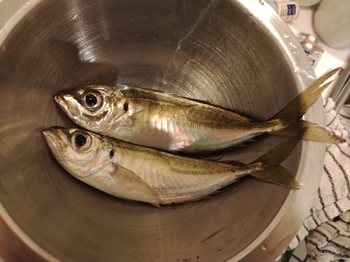 マアジの釣果