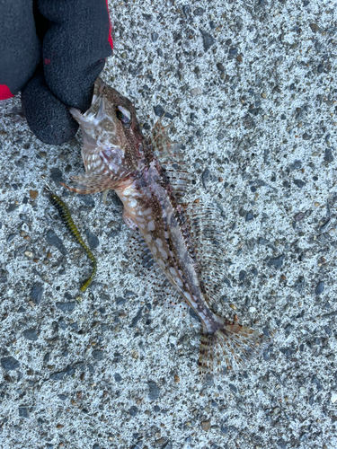 アナハゼの釣果