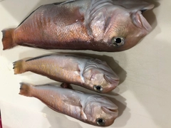 シロアマダイの釣果