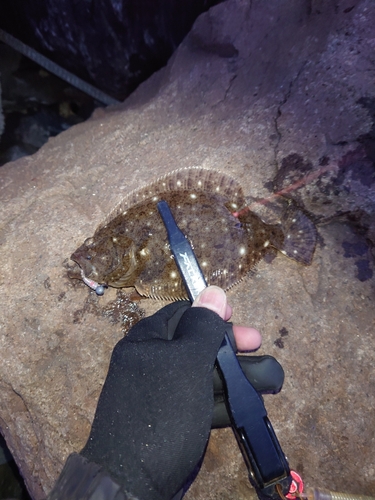 ヒラメの釣果