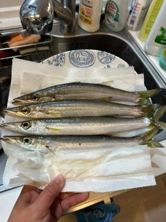 カマスの釣果