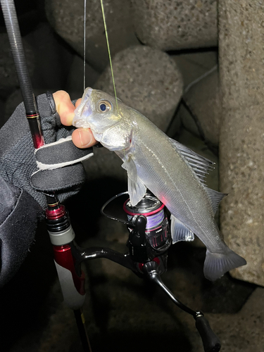 セイゴ（マルスズキ）の釣果