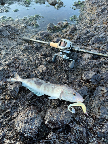 ホッケの釣果