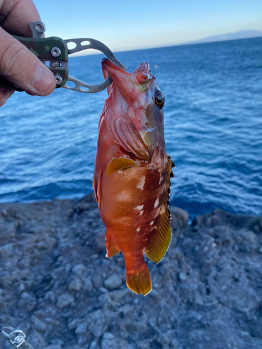 アカハタの釣果