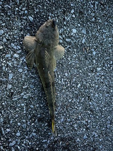 コチの釣果