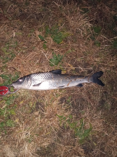 ニゴイの釣果