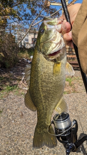 ラージマウスバスの釣果