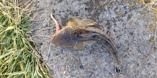 コチの釣果