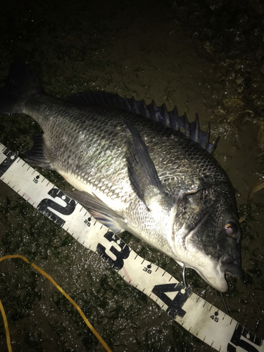 クロダイの釣果