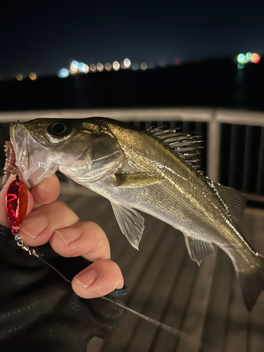 セイゴ（ヒラスズキ）の釣果