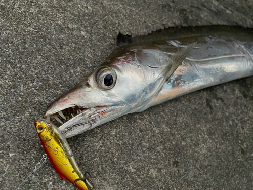 テンジクタチの釣果