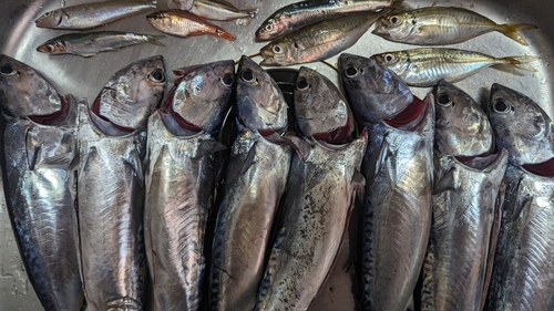 ソウダガツオの釣果