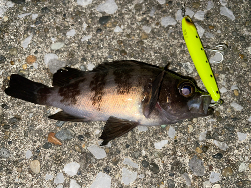 シロメバルの釣果