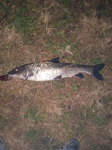 ニゴイの釣果