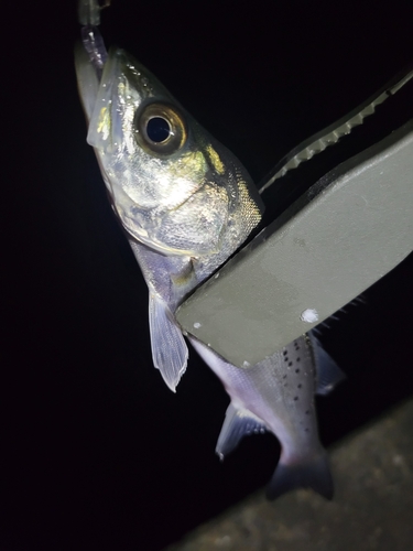 セイゴ（タイリクスズキ）の釣果