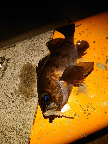 シロメバルの釣果