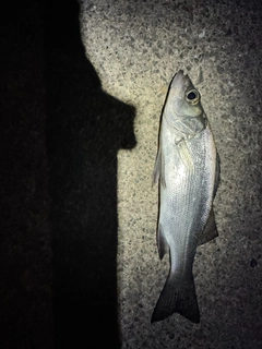 セイゴ(マルスズキ)の釣果