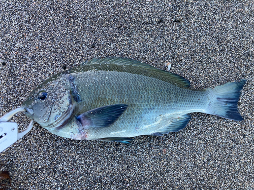 メジナの釣果