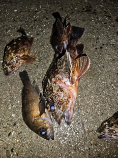 カサゴの釣果