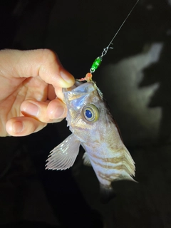 シロメバルの釣果