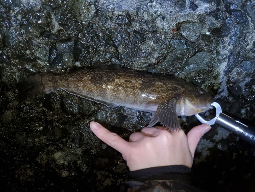 アイナメの釣果