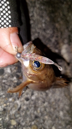 メバルの釣果