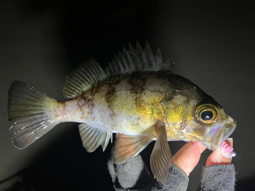 メバルの釣果