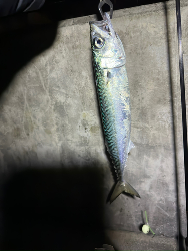 サバの釣果