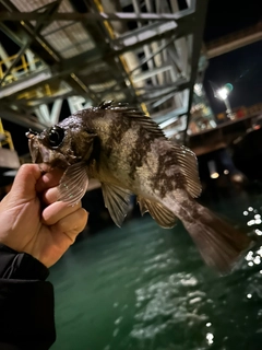 メバルの釣果