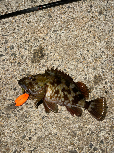 カサゴの釣果