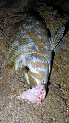 タマンの釣果