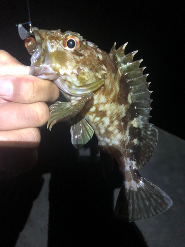 カサゴの釣果