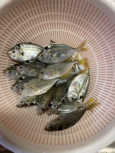 ヒイラギの釣果